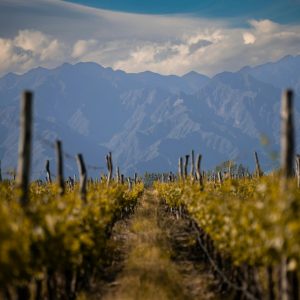 pexels-nano-erdozain-120534369-19046646